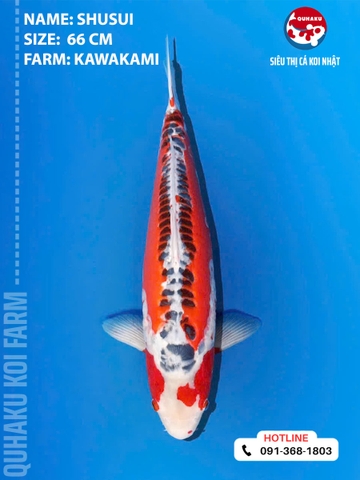 1881 - Shusui - Marusei - 66cm - 2Y