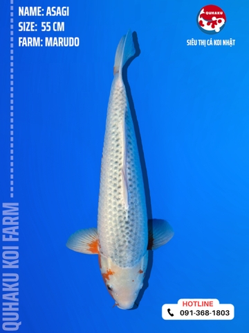 1227 - Asagi - Marudo - 55cm - 2Y - SG05