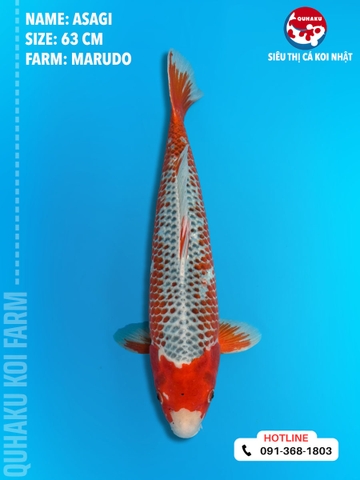 1324 - Asagi - Marudo - 63cm - 2Y - TD