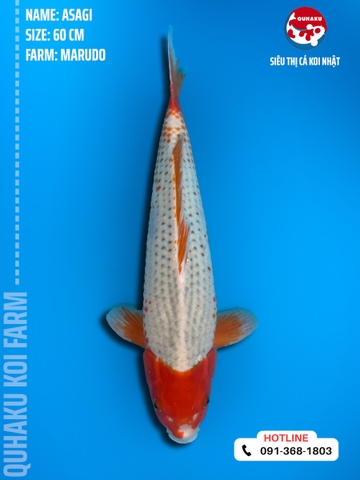 1067 - Asagi - Marudo - 60cm - 2.5Y - SG01