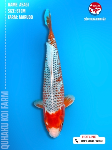 1071 - Asagi - Marudo - 61cm - 2.5Y - SG01