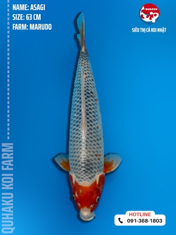 1077 - Asagi - Marudo - 63cm - 2.5Y - SG01