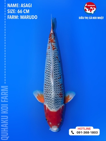 1068 - Asagi - Marudo - 66cm  - SG01