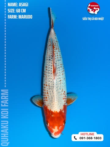 1082 - Asagi - Marudo - 68cm - 2.5Y - SG01