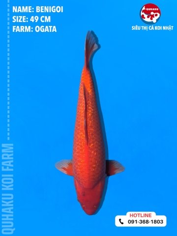 1716 - Benigoi - Ogata - 49cm - 1Y