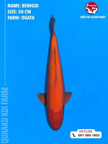 1715 - Benigoi - Ogata - 50cm - 1Y