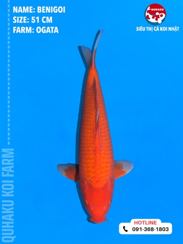1714 - Benigoi - Ogata - 51cm - 1Y