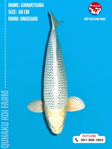 1210 - Gin Matsuba - Omosako - 60cm - 2Y - SG03