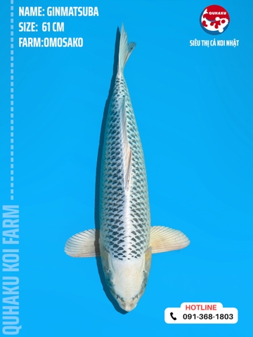 1211 - Gin Matsuba - Omosako - 61cm - 2Y - SG03