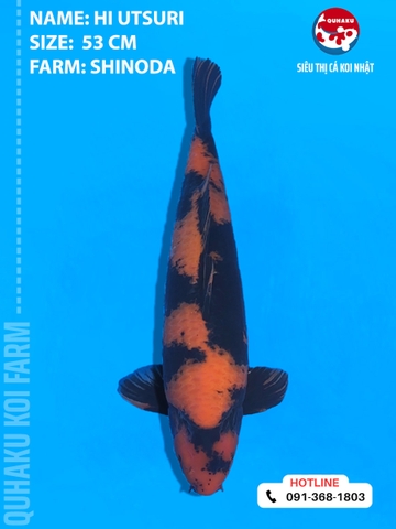 1874 - Hi Utsuri - Shinoda - 53cm - 2Y