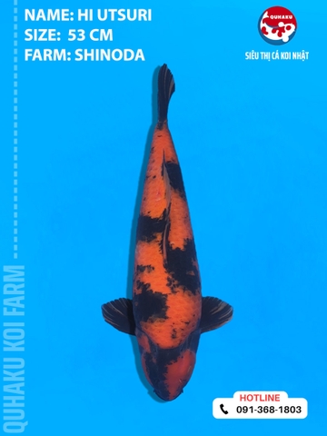 1875 - Hi Utsuri - Shinoda - 53cm - 2Y