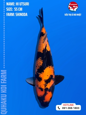 1226 - Hi Utsuri - Shinoda - 55cm - 2Y - SG05