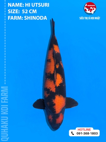 1873 - Hi Utsuri - Shinoda - 52cm - 2Y