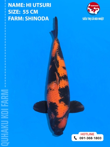 1872 - Hi Utsuri - Shinoda - 55cm - 2Y