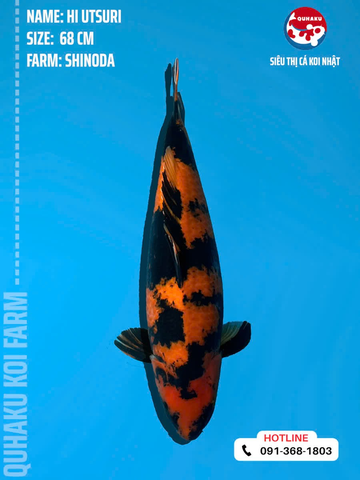 1228 - Hi Utsuri - Shinoda - 68cm - 3Y - SG01