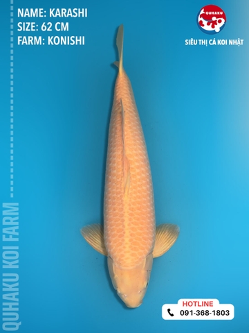 1400 - Karashi - Konishi - 62cm - 3Y - TD