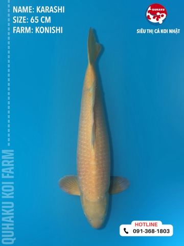 1401 - Karashi - Konishi - 65cm - 3Y - TD