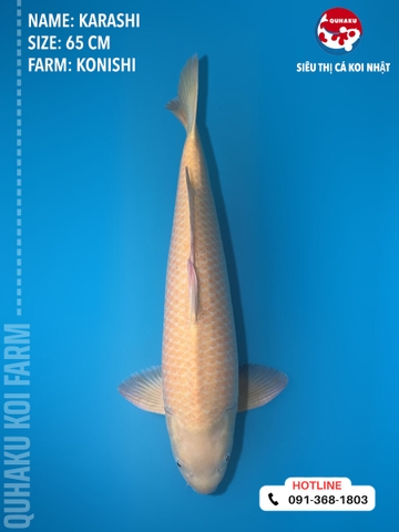 1402 - Karashi - Konishi - 65cm - 3Y - TD