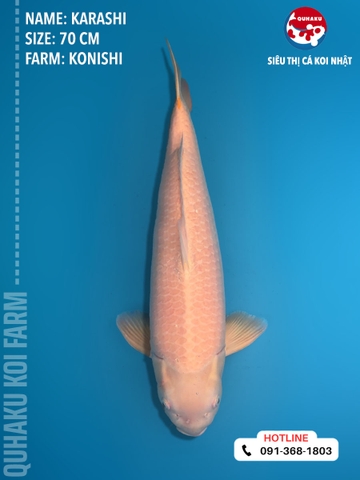 1399 - Karashi - Konishi - 70cm - 3Y - TD