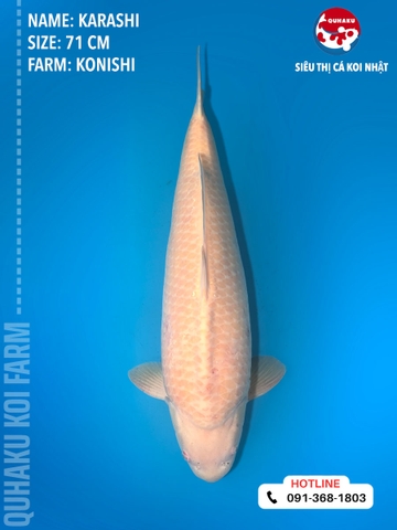 1404 - Karashi - Konishi - 71cm - 3Y - TD