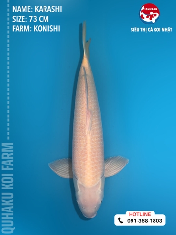 1406 - Karashi - Konishi - 73cm - 3Y - TD