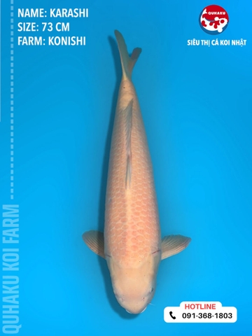 1407 - Karashi - Konishi - 73cm - 3Y - TD