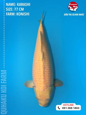 1408 - Karashi - Konishi - 77cm - 3Y - TD