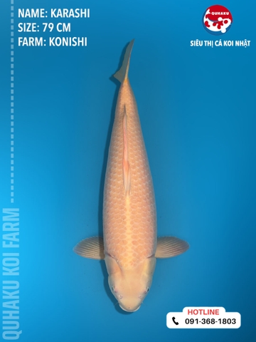 1409 - Karashi - Konishi - 79cm - 3Y - TD