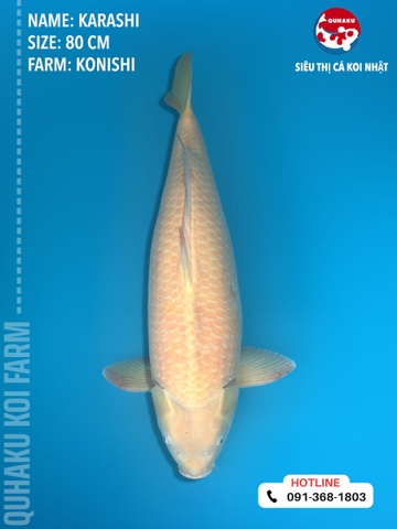 1410 - Karashi - Konishi - 80cm - 3Y - TD