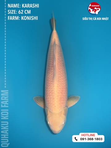 1411 - Karashi - Konishi - 62cm - 3Y - TD