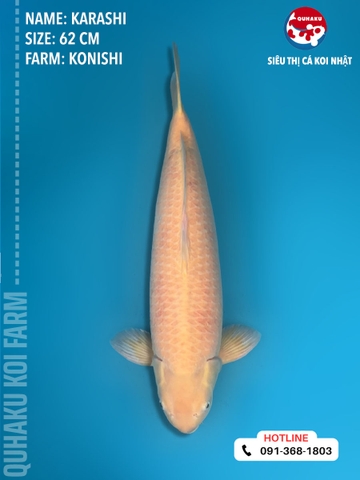 1412 - Karashi - Konishi - 62cm - 3Y - TD