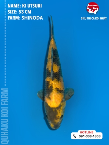 1331 - Ki Utsuri - Shinoda - 53cm - 2Y - TD