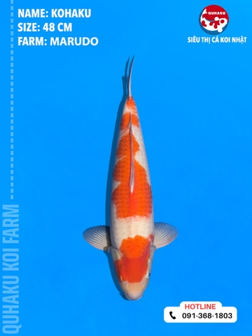 1717 - Kohaku - Marudo - 48cm - 1Y
