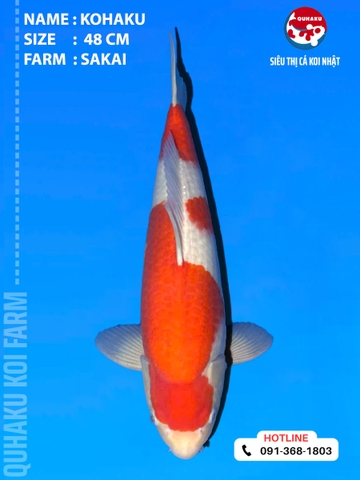 1914 - Kuhaku - 48cm - Sakai