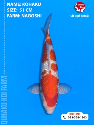 1875 - Ginrin Kohaku - Nagoshi - 51cm - 2Y