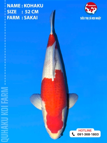 1911 - Kuhaku - 52cm - Sakai