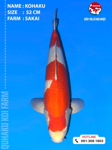 1912 - Kuhaku - 52cm - Sakai