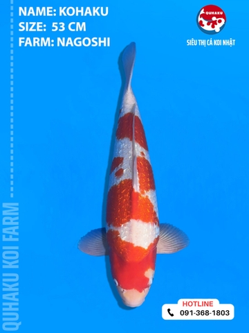 1876 - Ginrin Kohaku - Nagoshi - 53cm - 2Y