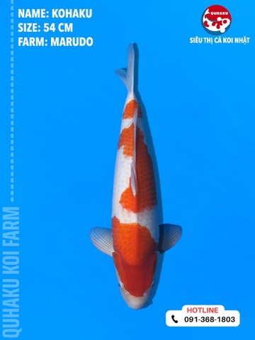 1702 - Kohaku - Marudo - 54cm - 1Y