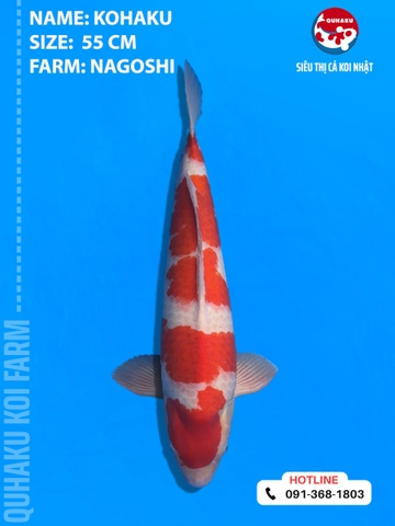 1872 - Kohaku - Nagoshi - 55cm - 2Y