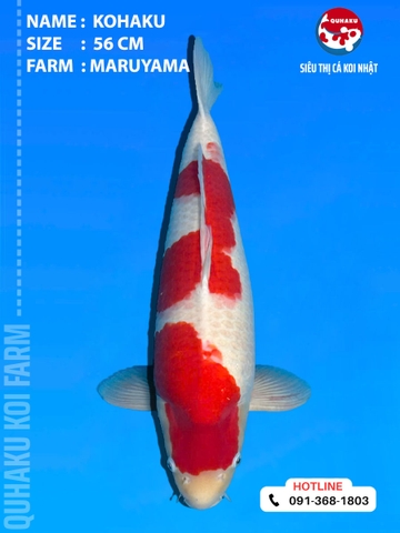 1897 - Kohaku - 56cm - Maruyama