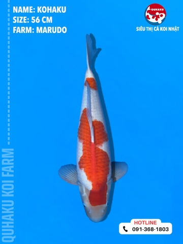 1704 - Kohaku - Marudo - 56cm - 1Y