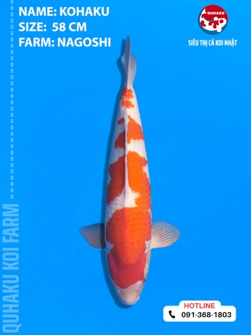 1873 - Kohaku - Nagoshi - 58cm - 2Y