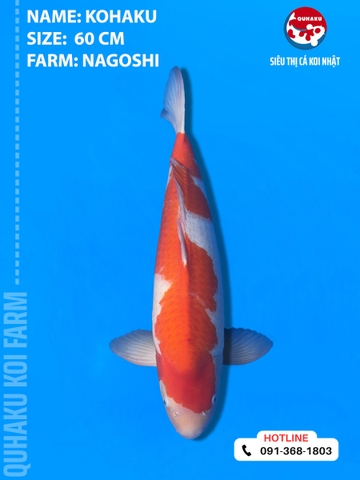 1877 - Kohaku - Nagoshi - 60cm - 2Y