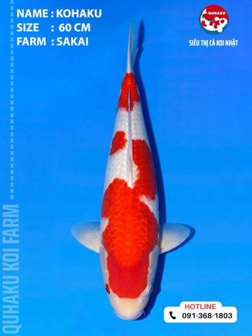 1913 - Kuhaku - 60cm - Sakai