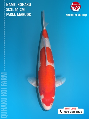 1454 - Ginrin Kohaku - Marudo - 61cm - 3Y