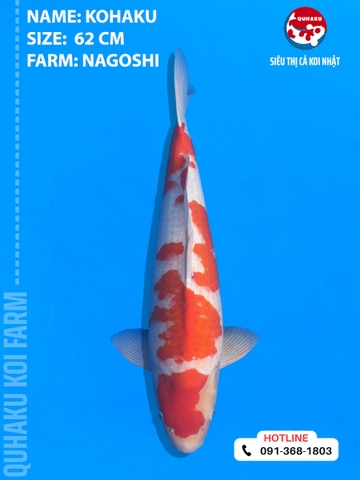 1878 - Kohaku - Nagoshi - 62cm - 2Y