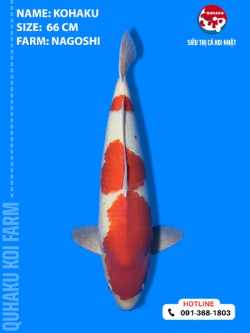 1910 - Kuhaku - 66cm - Nagoshi