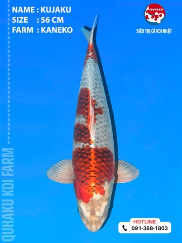 1909 - Kujaku - 56cm - Kaneko