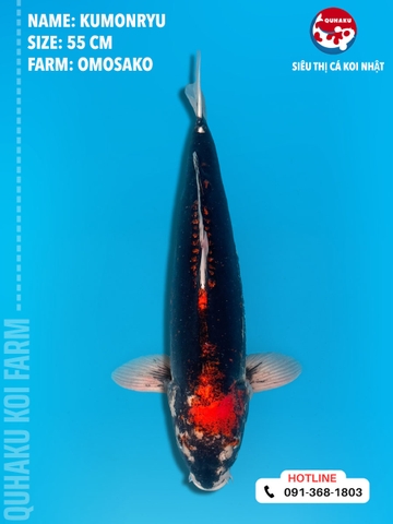 1343 - Kumonryu - Omosako - 55cm - 2Y - TD
